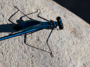 Calopteryx spendens male details