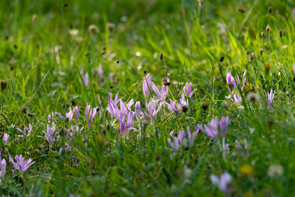 Colchicum sp. 