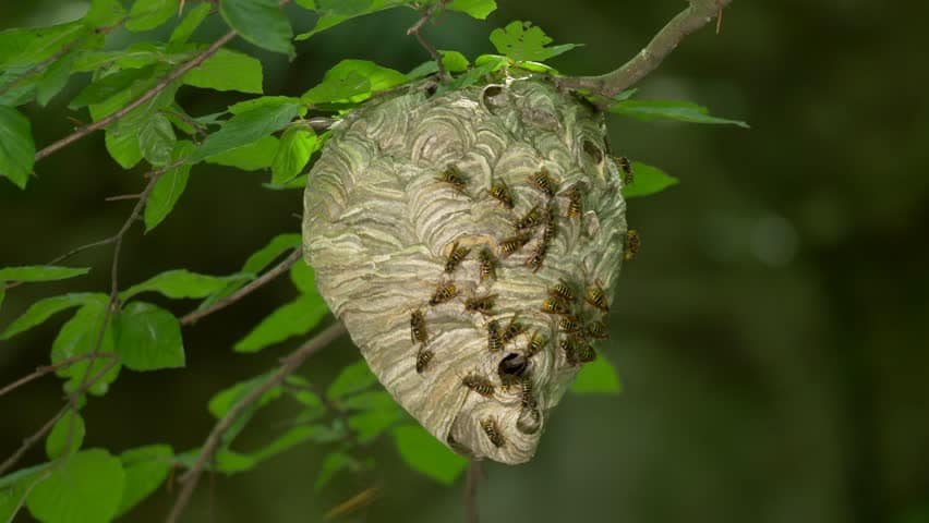 Dolichovespula