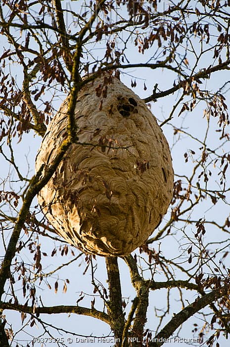 Nido di Vespa velutina nigrithorax