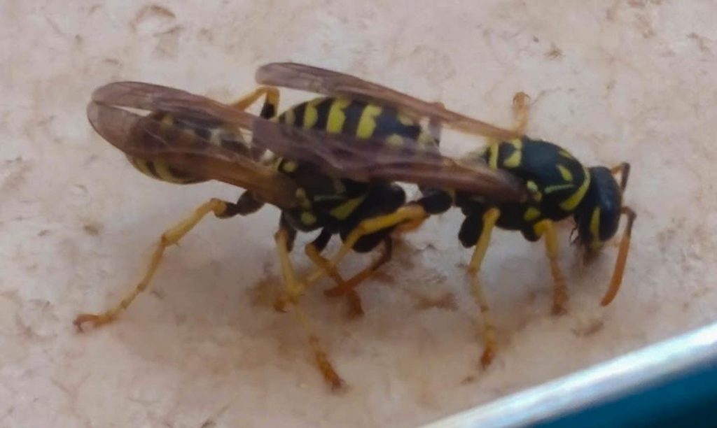 Polistes dominula