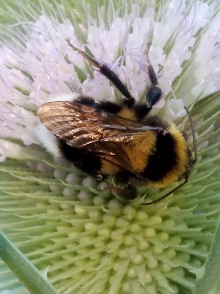 Bombus ruderatus